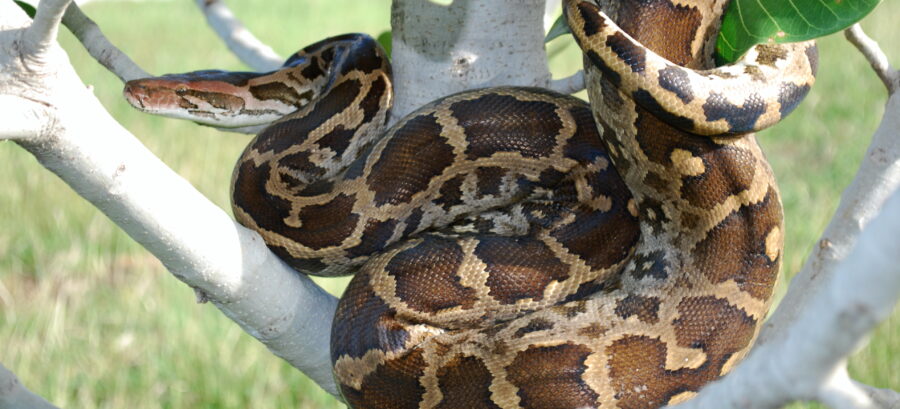 The Indian Python | Critter Science