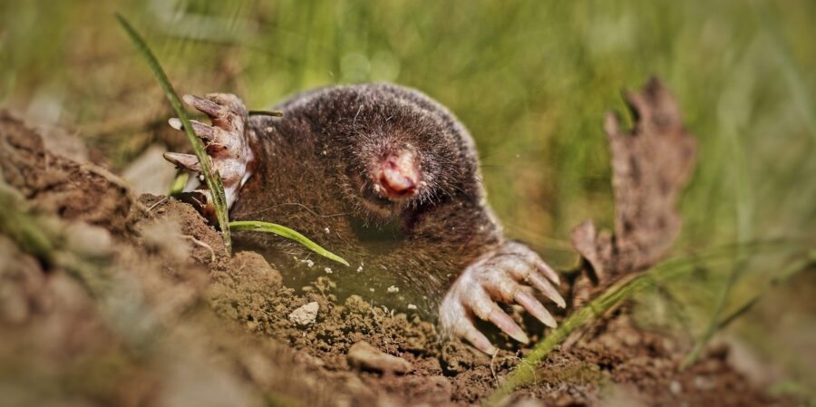 The Unappreciated Mole | Critter Science