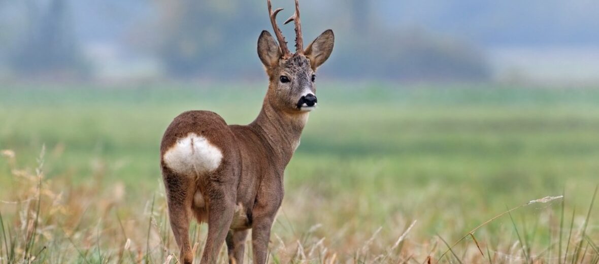 roe deer