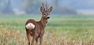 roe deer