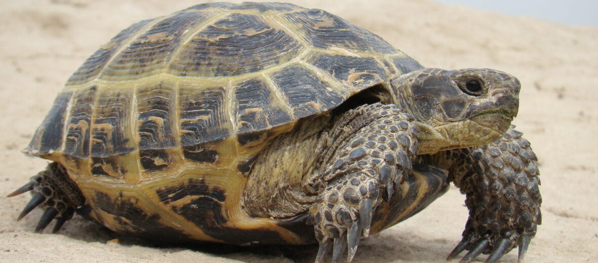 Russian tortoise