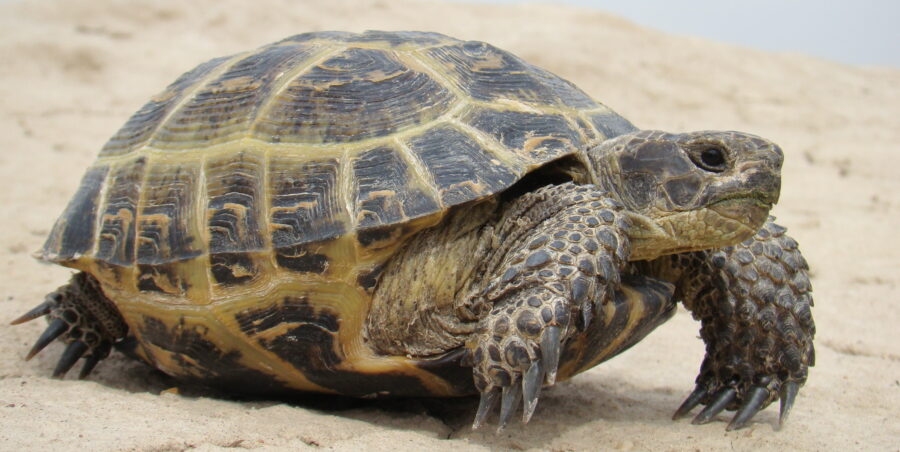 The Russian Tortoise | Critter Science