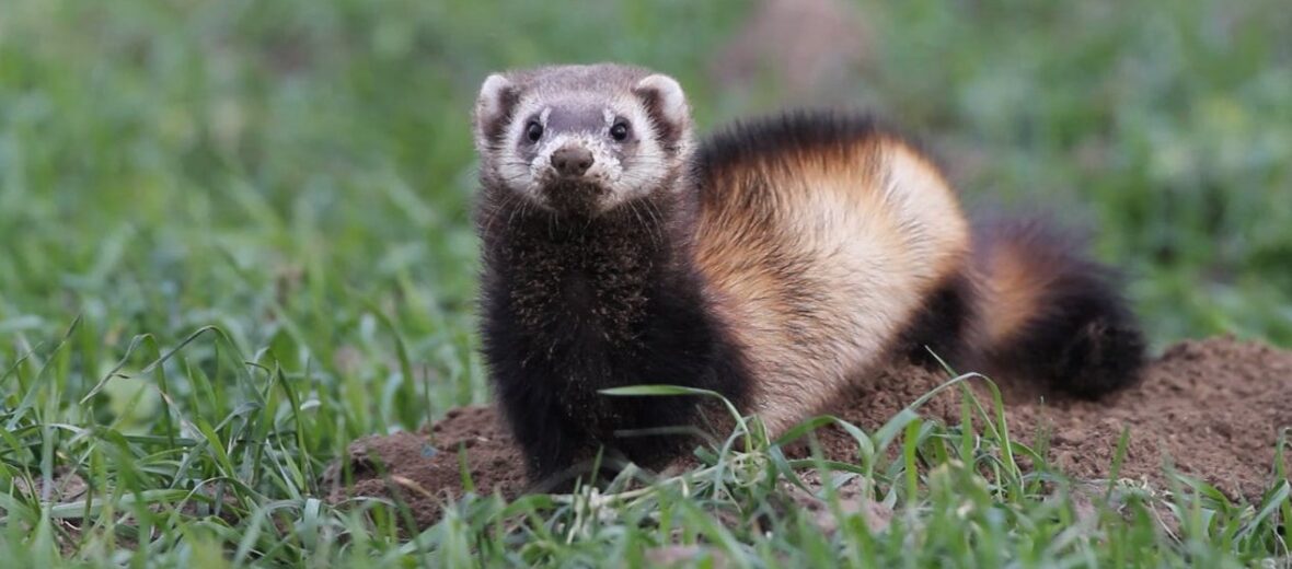 Siberian polecat