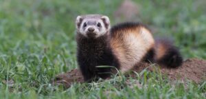Siberian polecat
