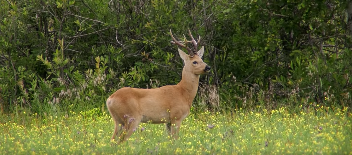 Siberian roe deer