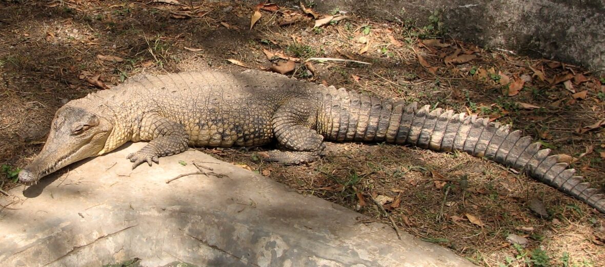 slender-snouted crocodile