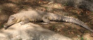 slender-snouted crocodile