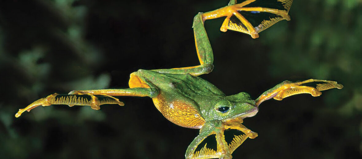 The Amazing Wallace's Flying Frog | Critter Science