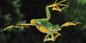 Wallace's flying frog