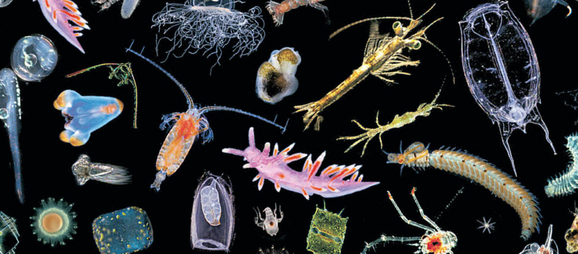 the-bountiful-zooplankton-critter-science