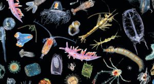 zooplankton