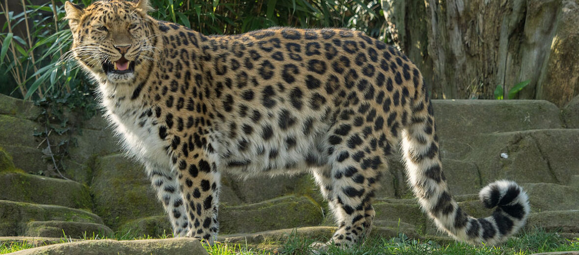 amur leopard