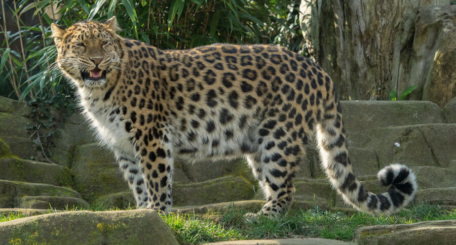 The Magnificent Amur Leopard | Critter Science