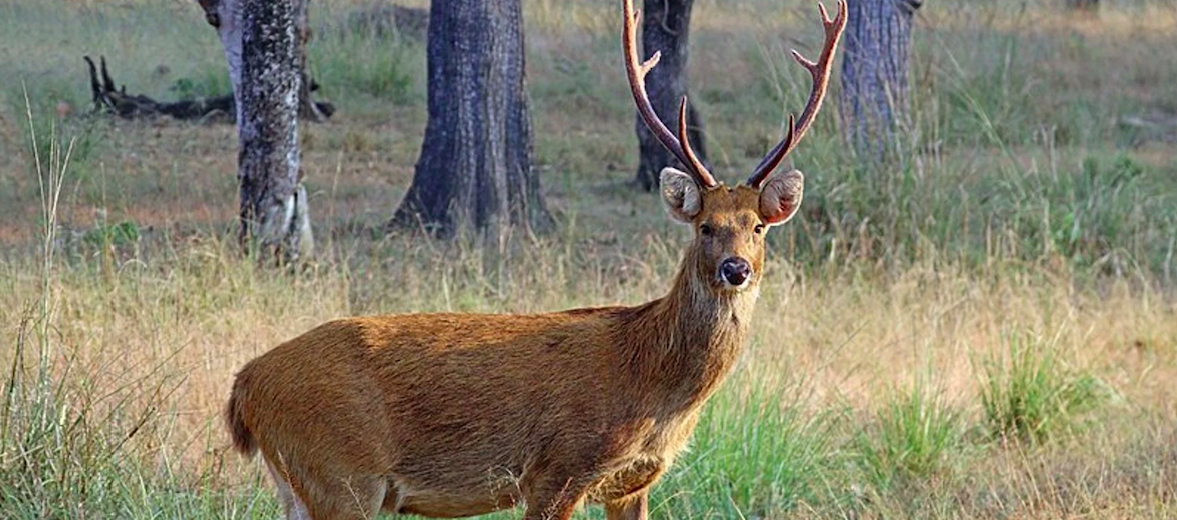 barasingha