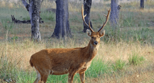 barasingha