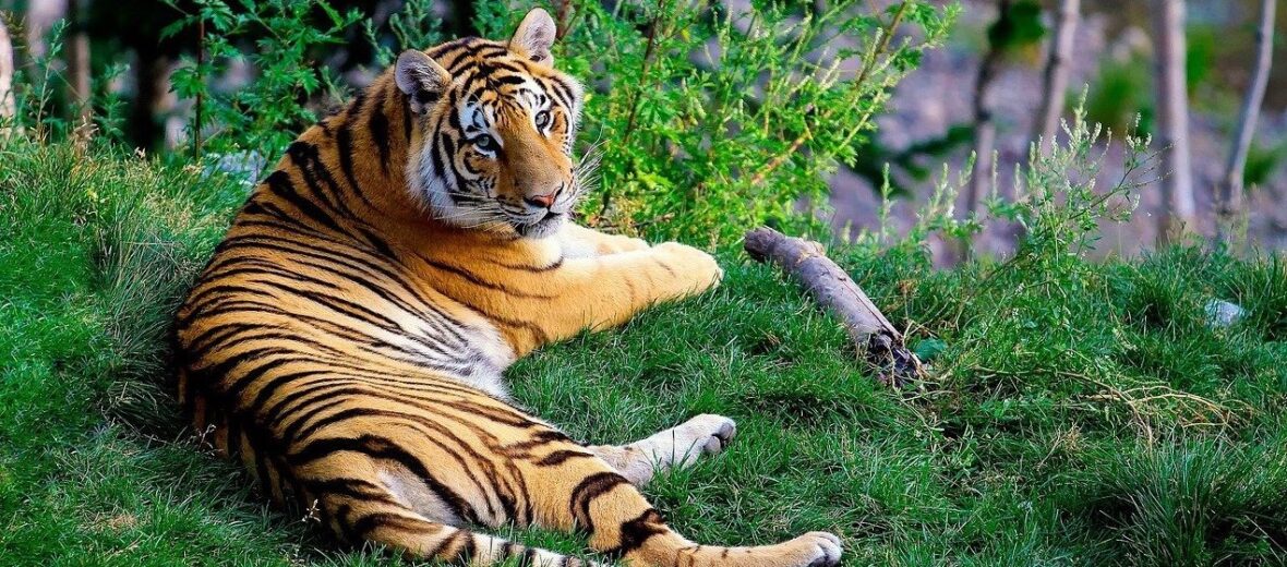 Bengal tiger