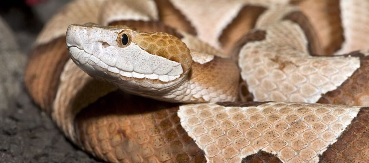 copperhead