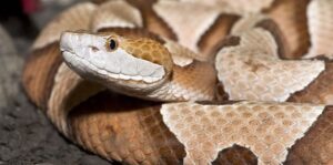 copperhead