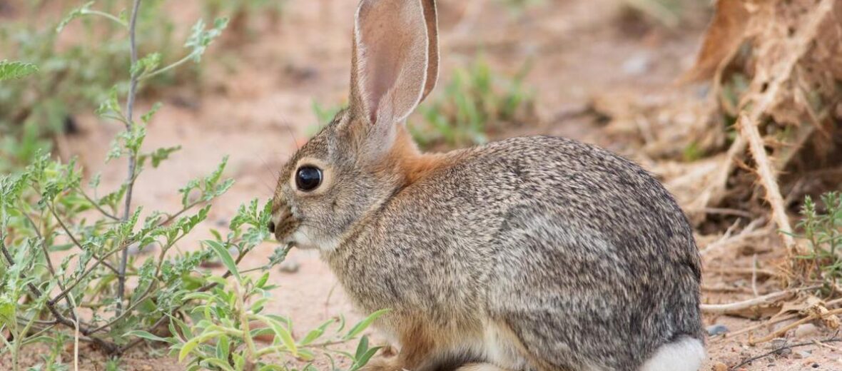 desert cottontail