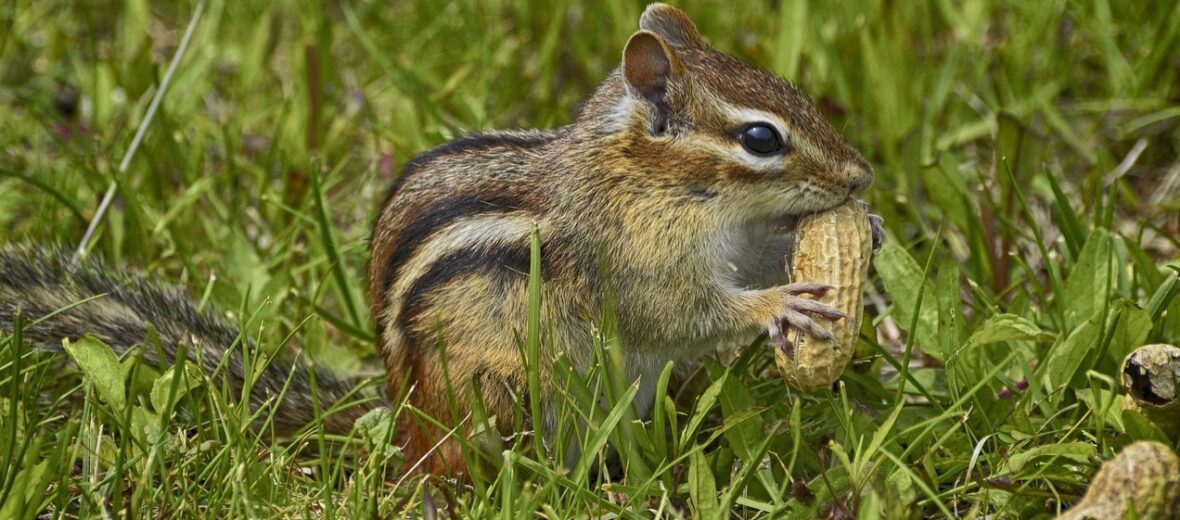 eastern chipmunk