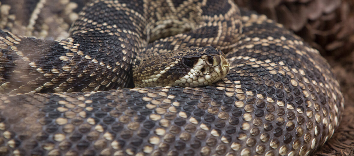 baby eastern diamondback rattlesnake