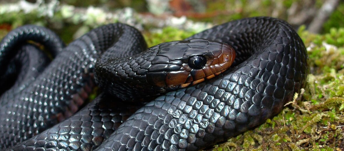 eastern indigo snake