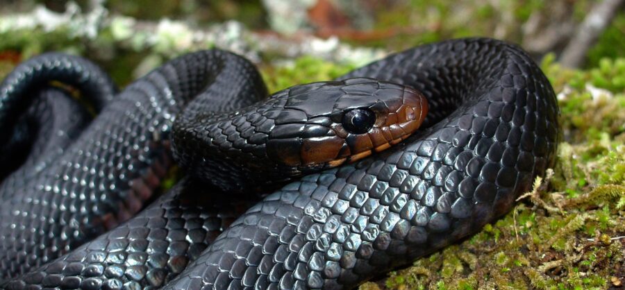 The Impressive Eastern Indigo Snake | Critter Science