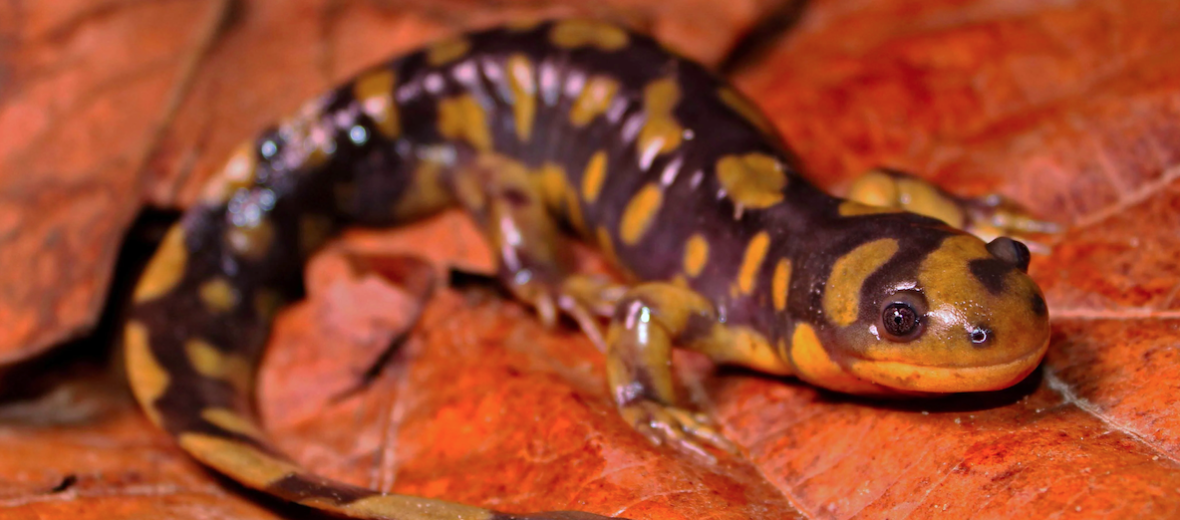 eastern tiger salamander