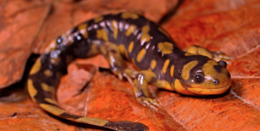 The Eastern Tiger Salamander | Critter Science