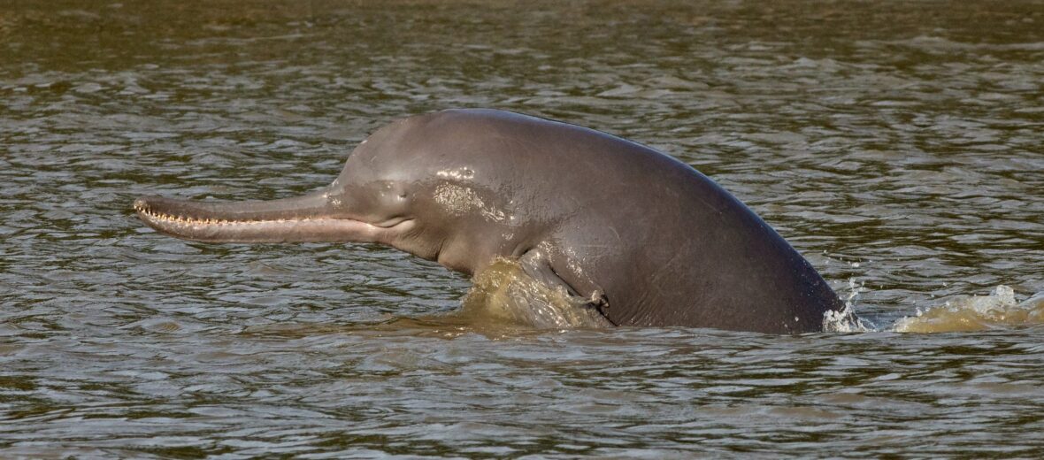 indus river dolphin habitat