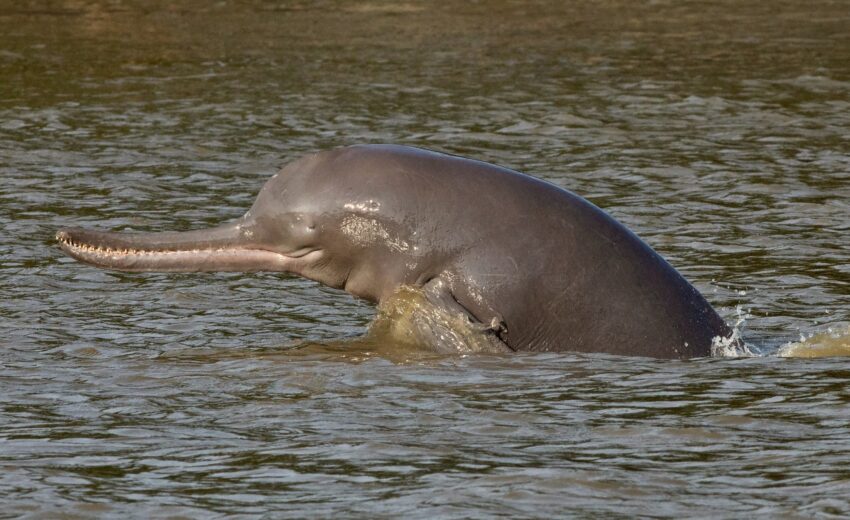 Ganges River dolphin