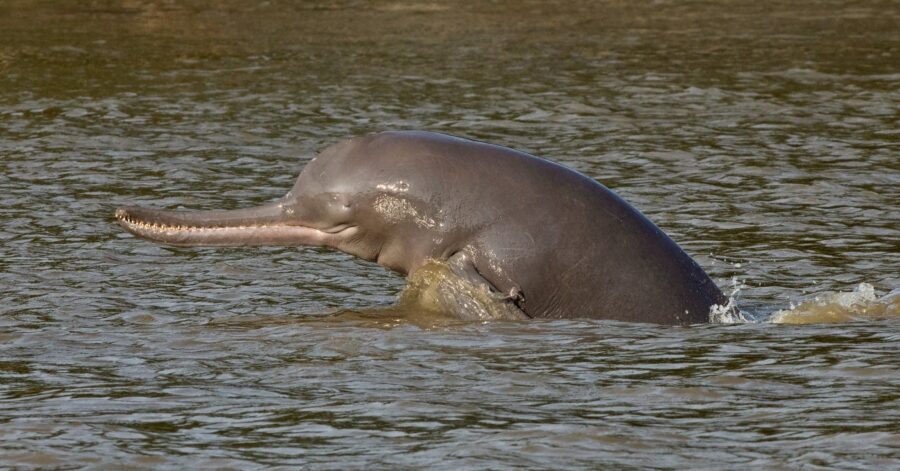 Ganges River dolphin