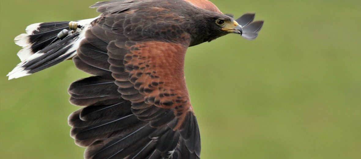 Harris's hawk