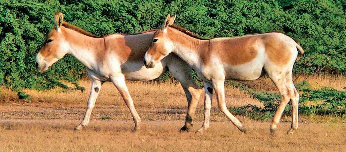 Indian wild donkey