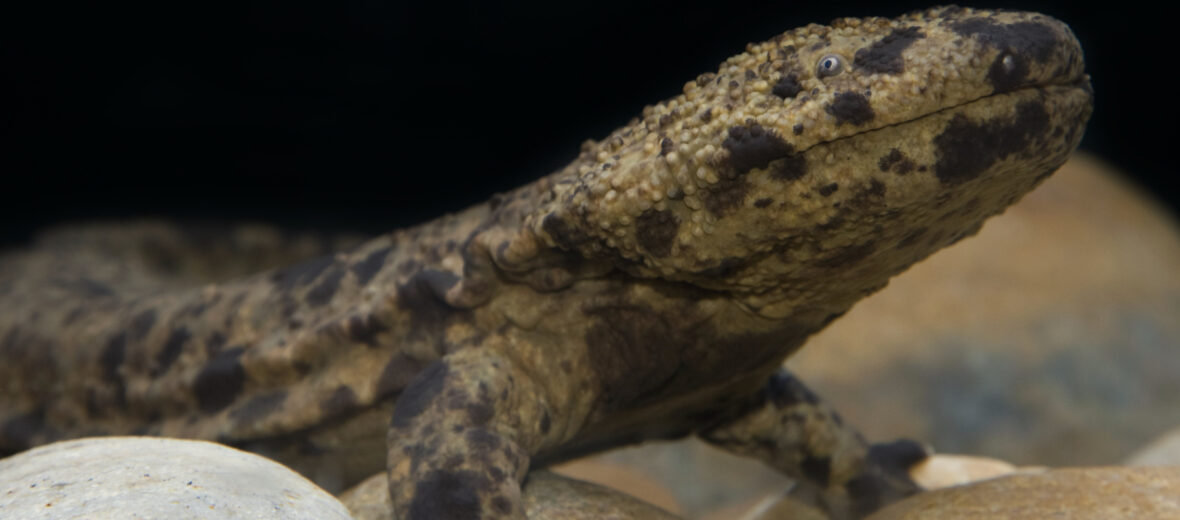 Japanese giant salamander