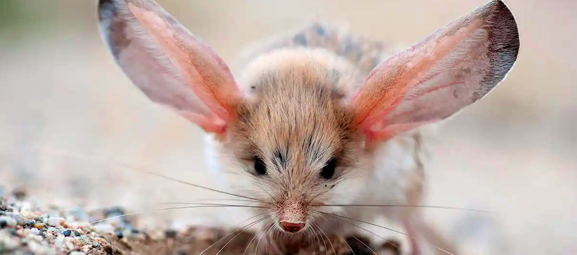 long-eared jerboa