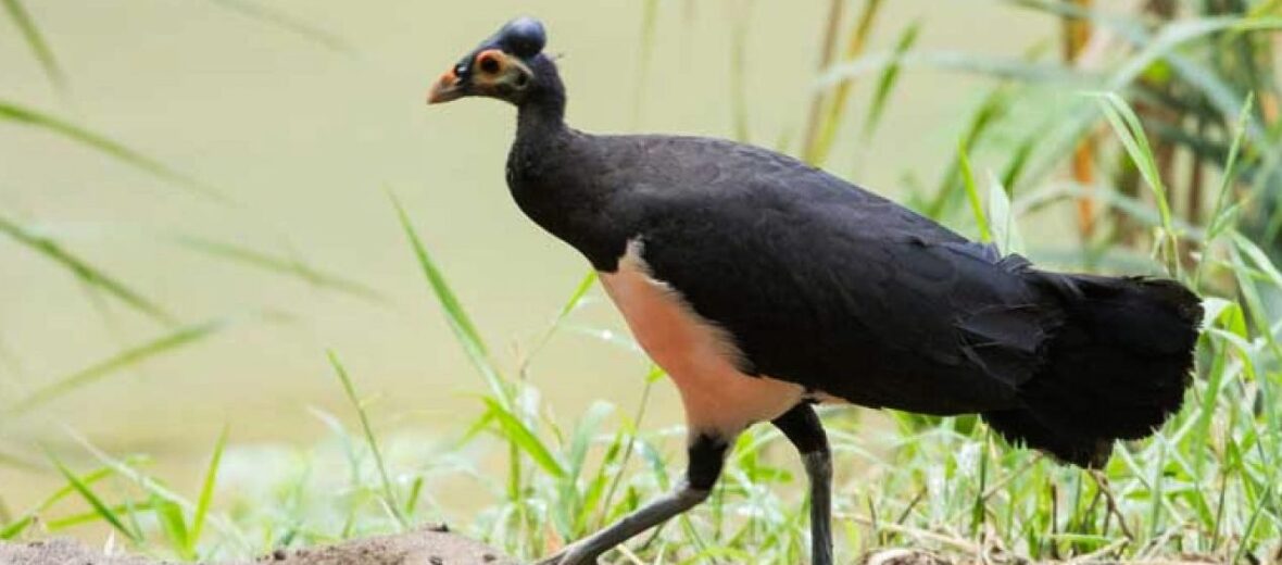 Maleo bird