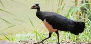 Maleo bird