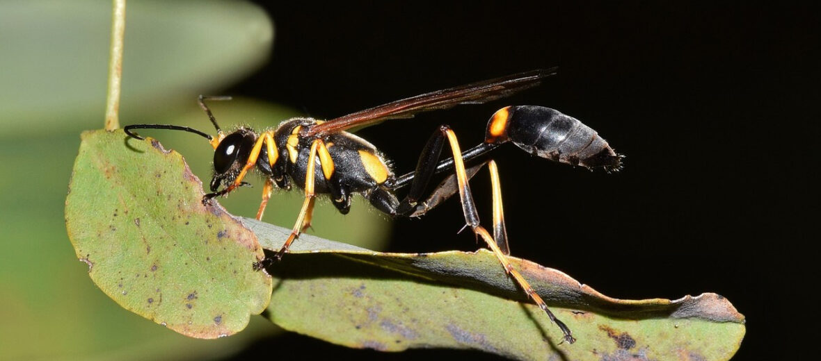 mud dauber life cycle