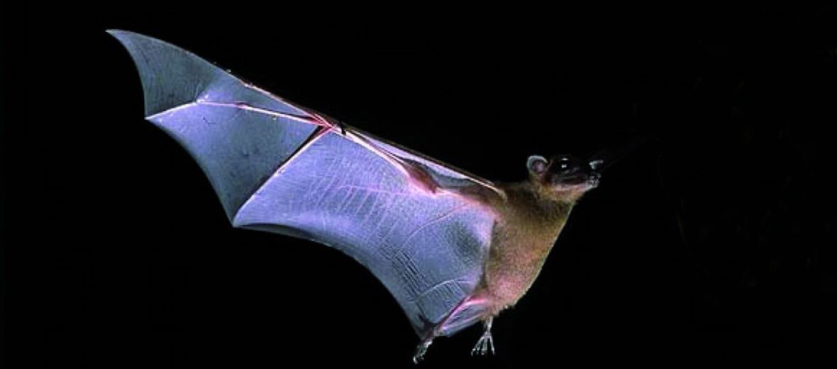 Mexican free-tailed bat