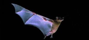 Mexican free-tailed bat