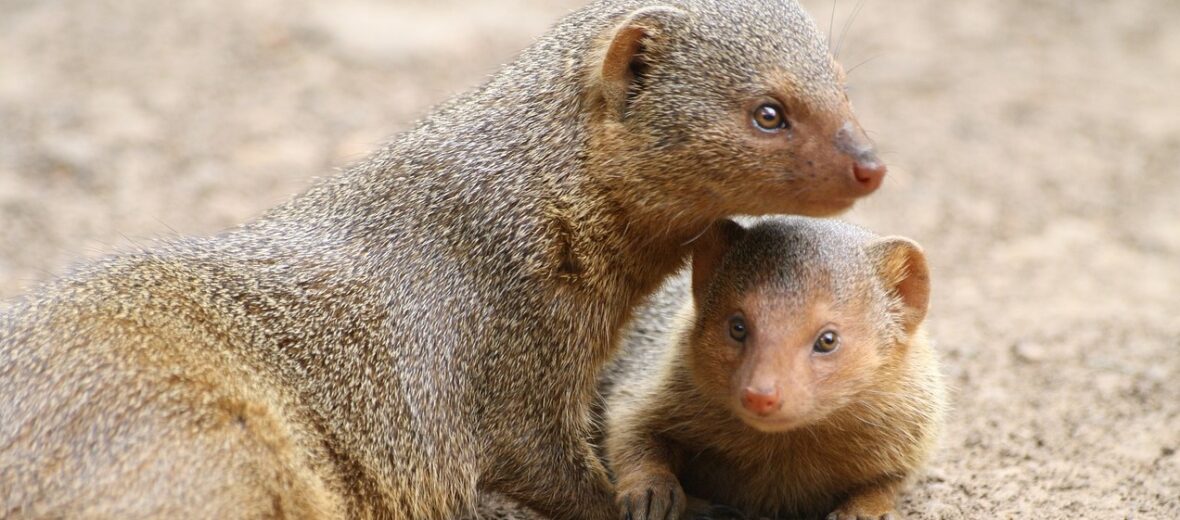 mongoose