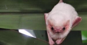 northern ghost bat
