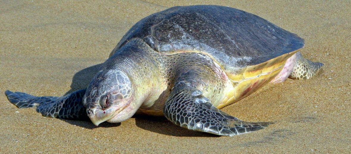 Olive Ridley Turtle