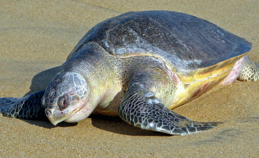 olive ridley turtle