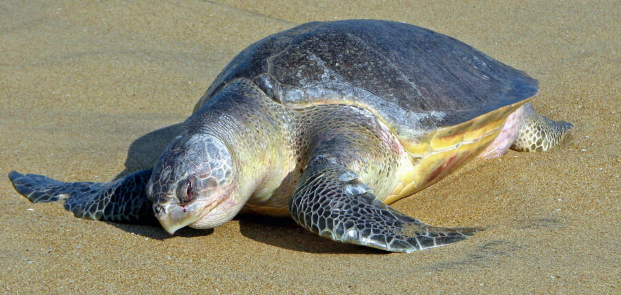 The Olive Ridley Turtle | Critter Science