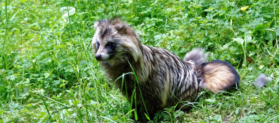 raccoon dog