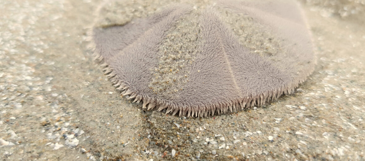 sand dollar