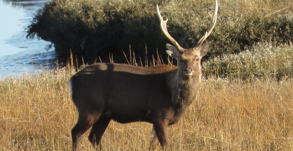 sika deer