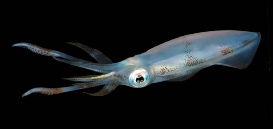 The Fascinating Squid | Critter Science
